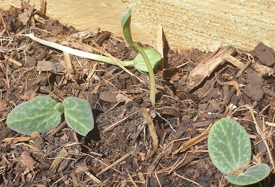 Help me identify these seedlings please